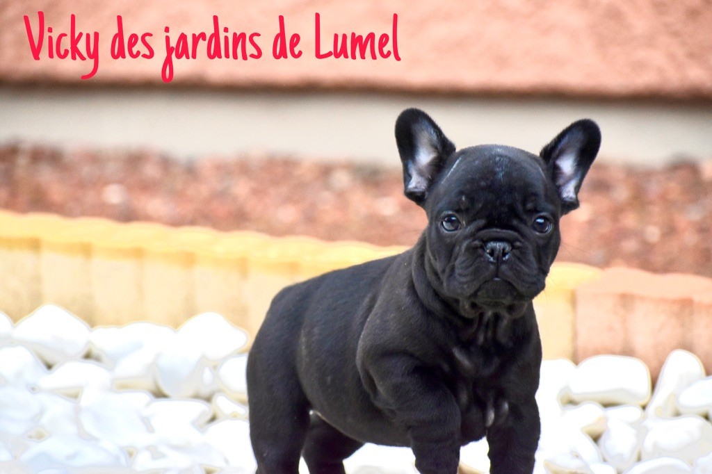 Des Jardins De Lumel - Chiot disponible  - Bouledogue français