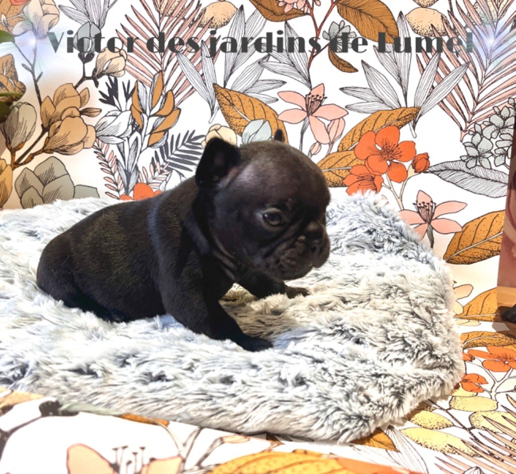 Des Jardins De Lumel - Chiot disponible  - Bouledogue français