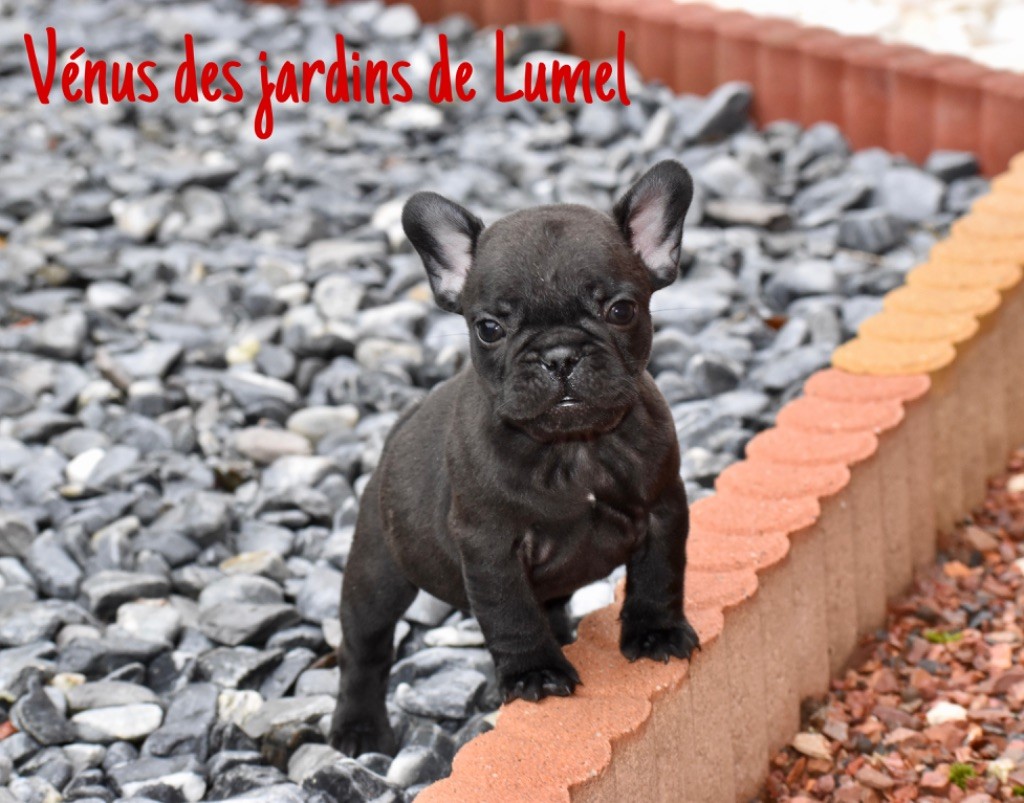 Des Jardins De Lumel - Chiot disponible  - Bouledogue français