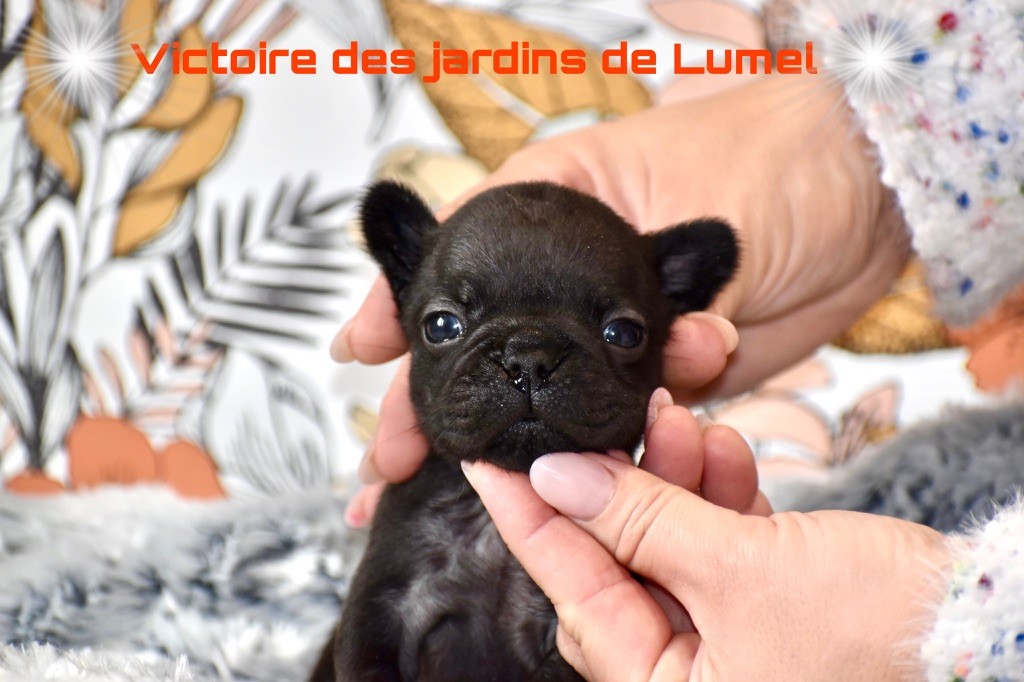 Des Jardins De Lumel - Chiot disponible  - Bouledogue français