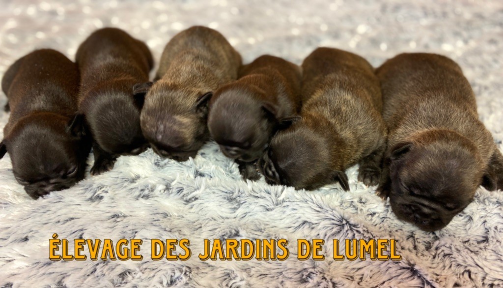 chiot Bouledogue français Des Jardins De Lumel