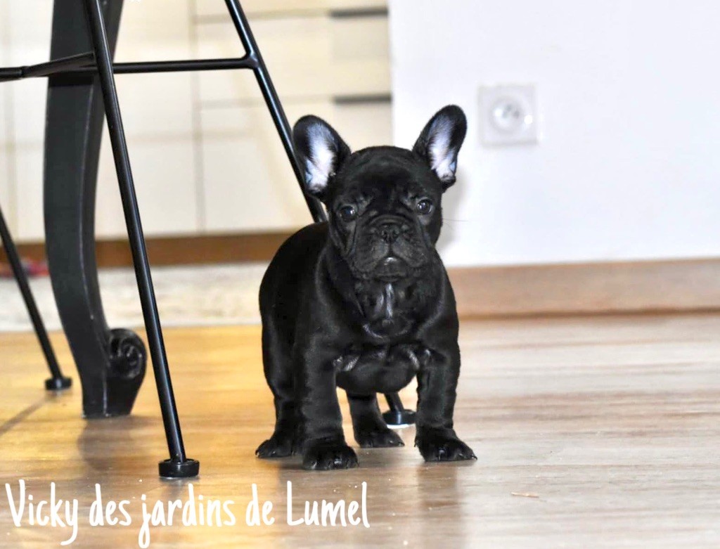 Des Jardins De Lumel - Chiot disponible  - Bouledogue français