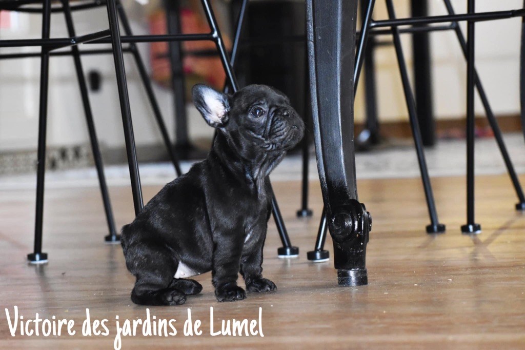 Des Jardins De Lumel - Chiot disponible  - Bouledogue français