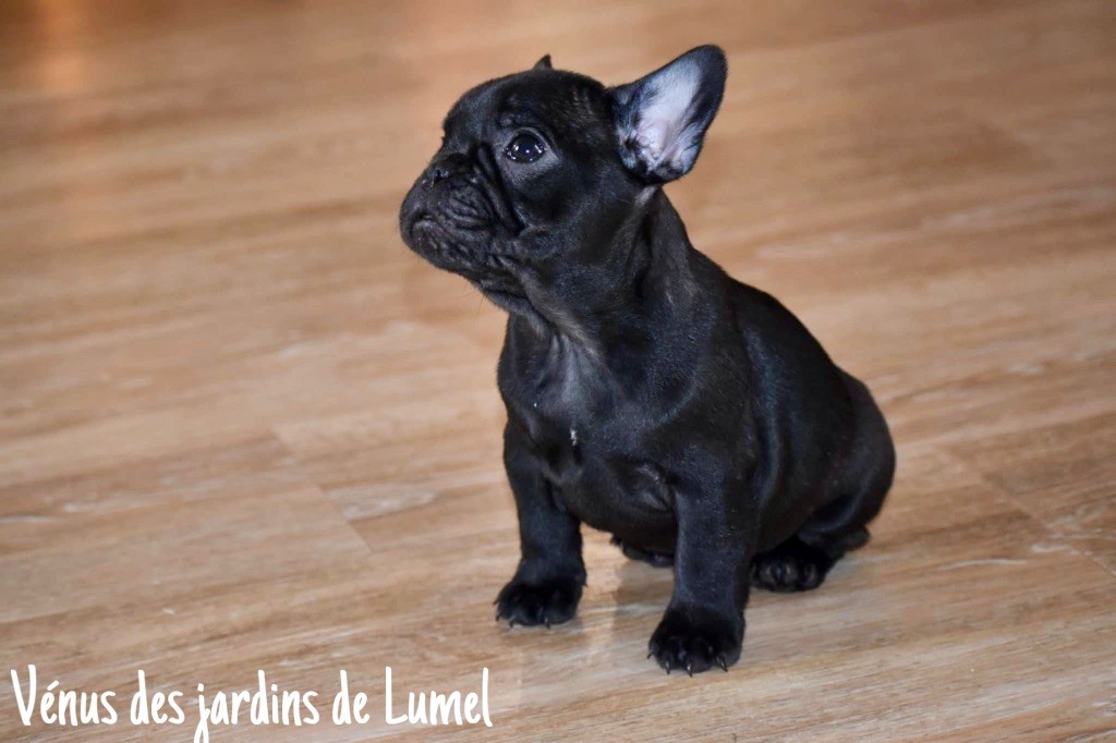 Des Jardins De Lumel - Chiot disponible  - Bouledogue français