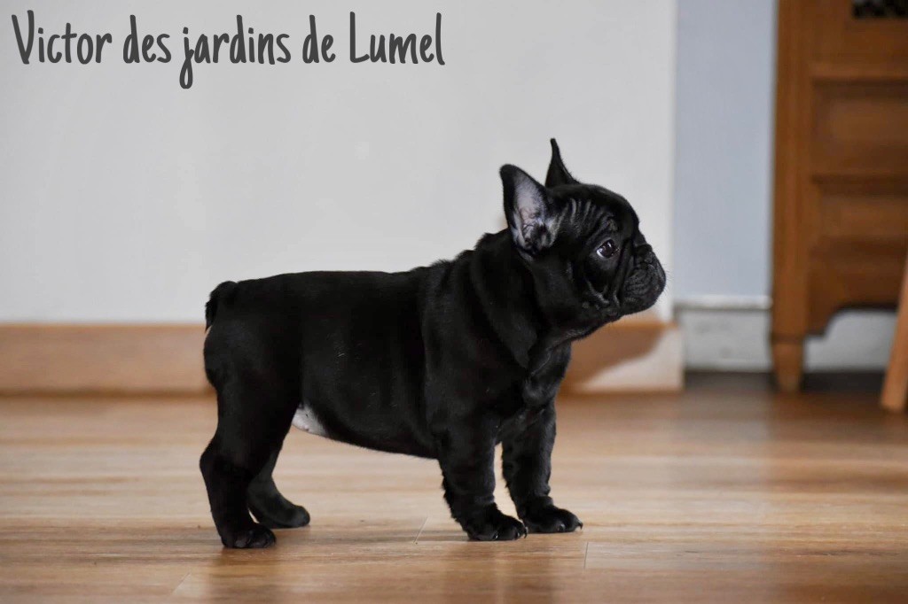 Des Jardins De Lumel - Chiot disponible  - Bouledogue français