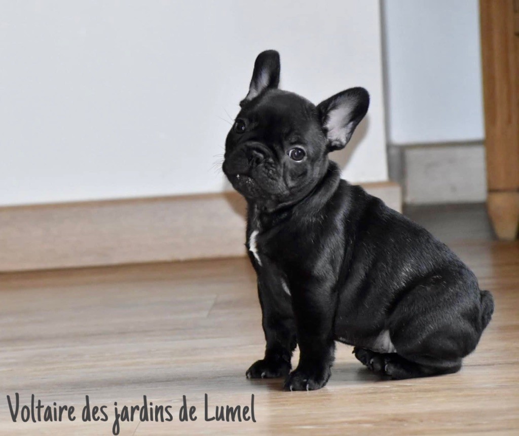 Des Jardins De Lumel - Chiot disponible  - Bouledogue français