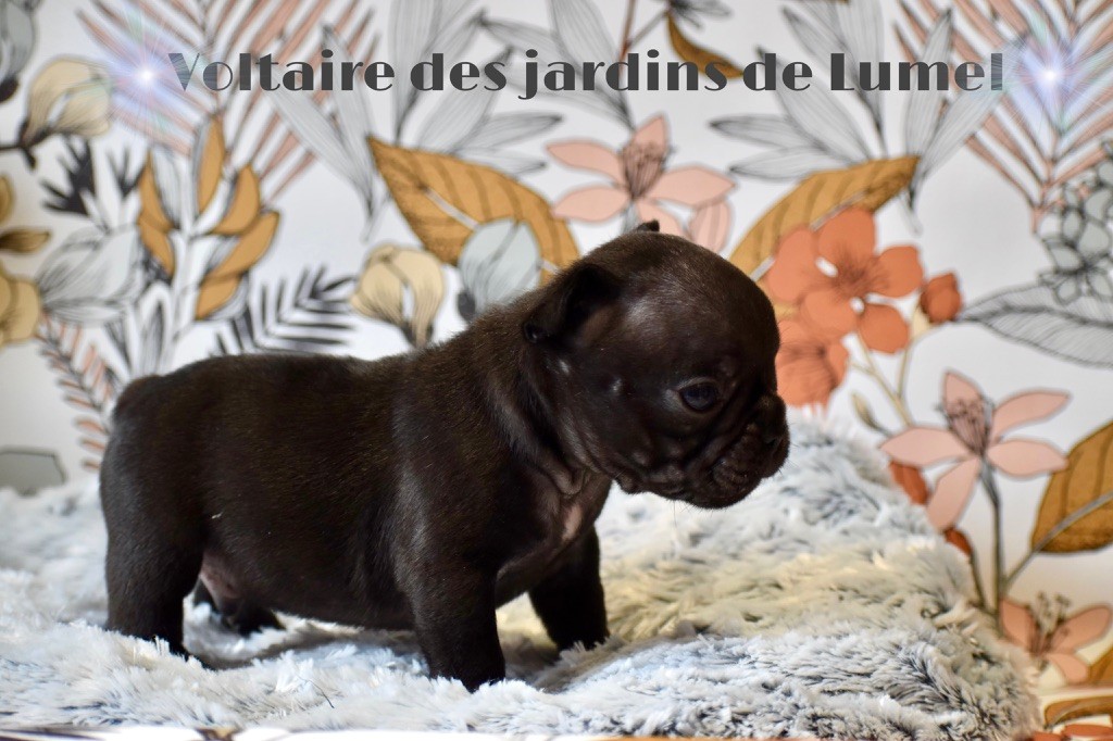 Des Jardins De Lumel - Chiot disponible  - Bouledogue français