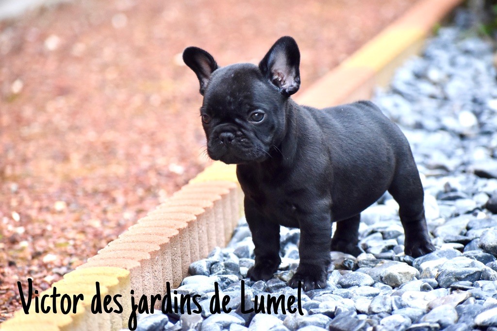 Des Jardins De Lumel - Chiot disponible  - Bouledogue français