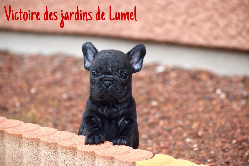 Des Jardins De Lumel - Chiot disponible  - Bouledogue français