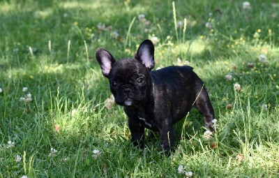 Urielle