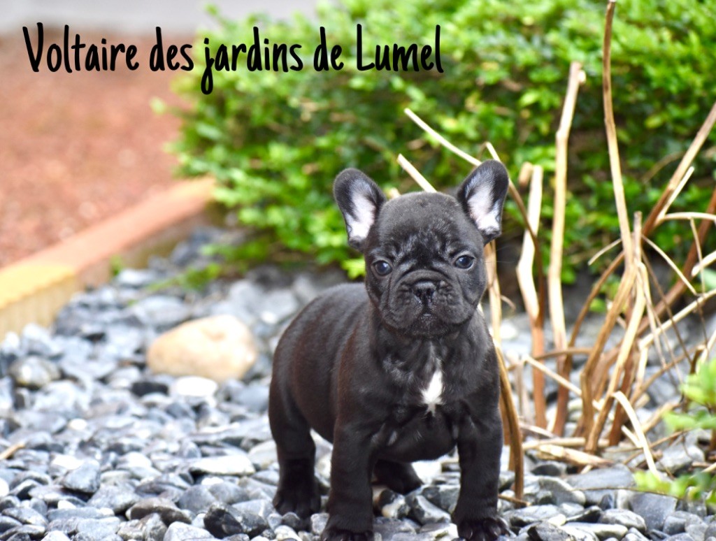 Des Jardins De Lumel - Chiot disponible  - Bouledogue français