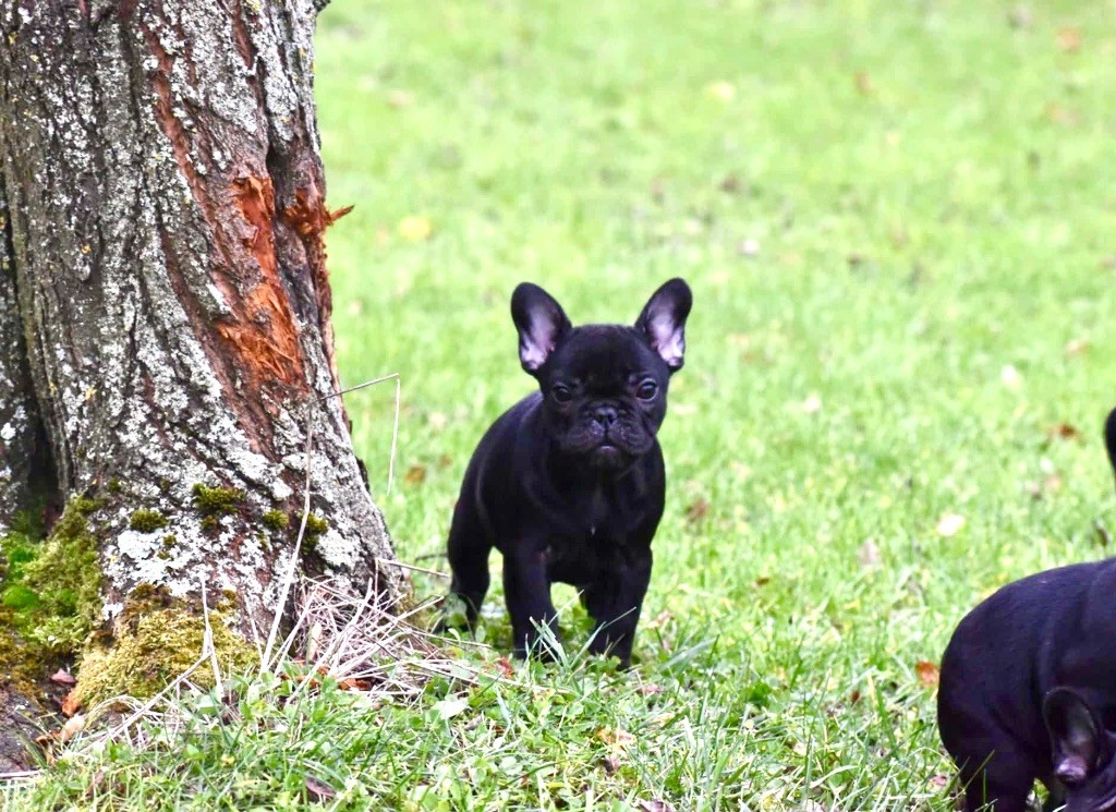 Des Jardins De Lumel - Chiot disponible  - Bouledogue français