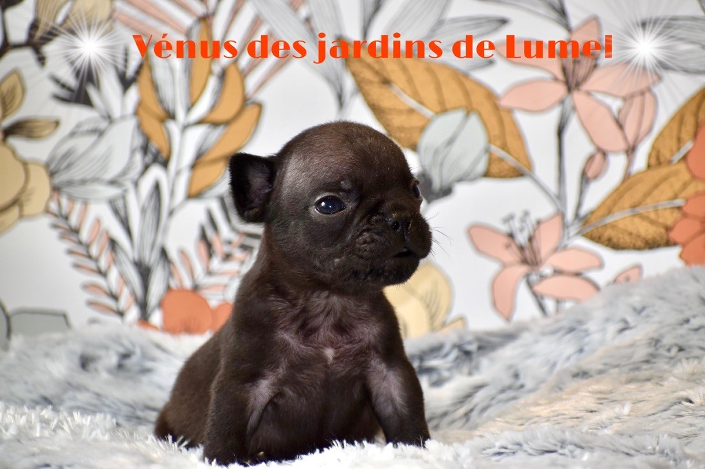 Des Jardins De Lumel - Chiot disponible  - Bouledogue français