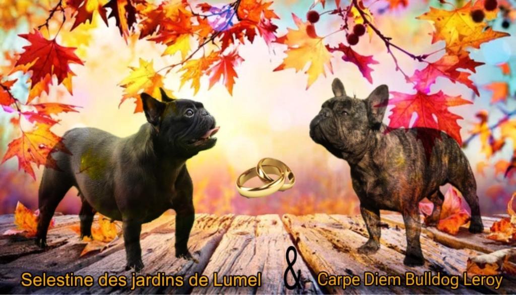 chiot Bouledogue français Des Jardins De Lumel