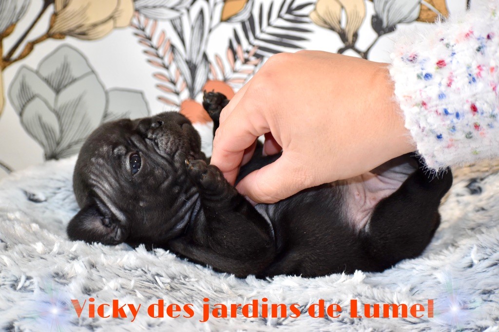 Des Jardins De Lumel - Chiot disponible  - Bouledogue français