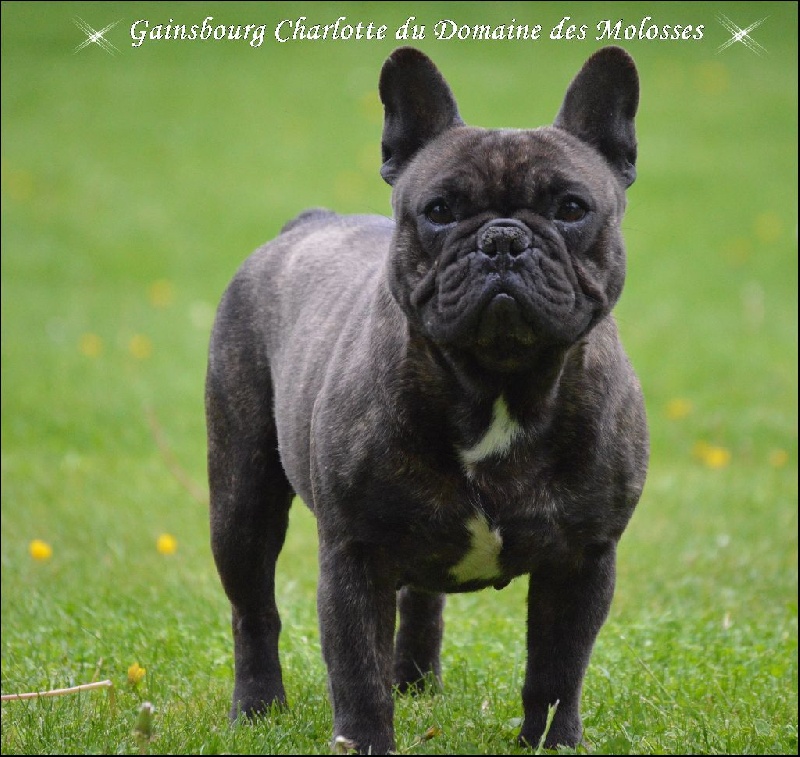 Gainsbourg charlotte du Domaine des Molosses