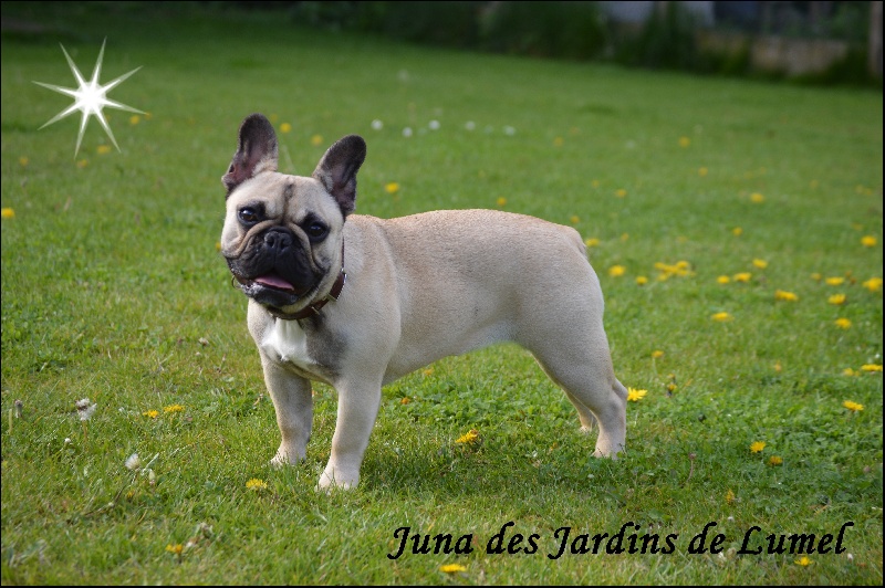 Juna Des Jardins De Lumel