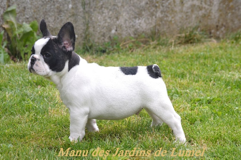 Manu Des Jardins De Lumel